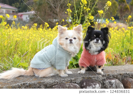 Rape flowers and Chihuahuas 124836831