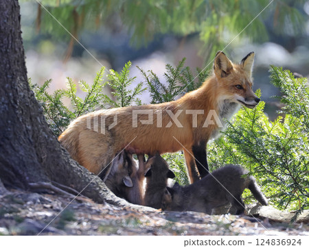 The mother fox nursing her babies in the forest, Canada 124836924
