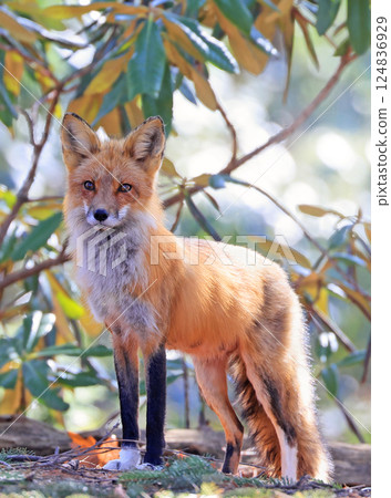 Red fox portrait with green background, Canada Red fox portrait with green background, Canada 124836929