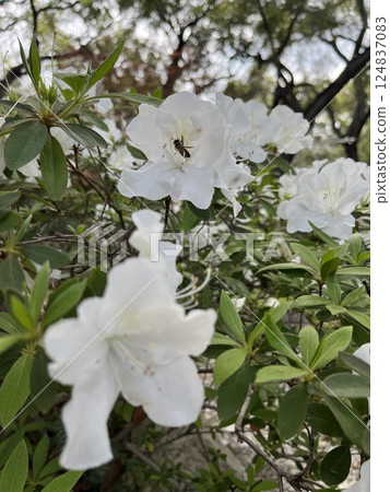 white flowers of apple tree in the garden 124837083