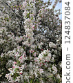 blossoming apple tree in the garden 124837084