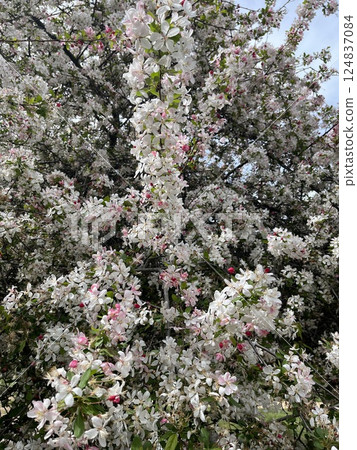 blossoming apple tree in the garden blossoming apple tree in the garden 124837084