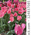 pink tulips in the garden 124837085