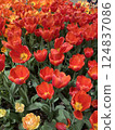 colorful tulips in the garden 124837086