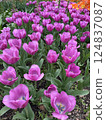 colorful tulips in the garden 124837087