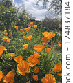 orange poppies on a meadow 124837184