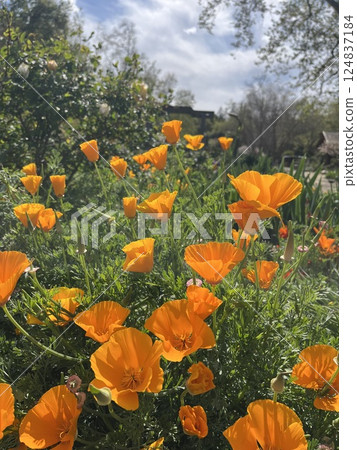 orange poppies on a meadow orange poppies on a meadow 124837184