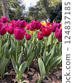 beautiful tulips in the garden 124837185