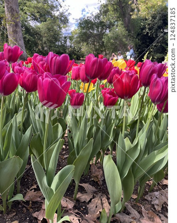 beautiful tulips in the garden beautiful tulips in the garden 124837185