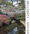 japanese garden with sakura flowers 124837186