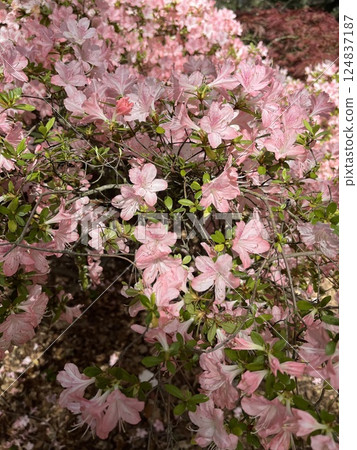 pink flower with green leaves pink flower with green leaves 124837187