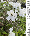 white flowers on the bush 124837188