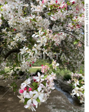 blooming apple tree on a white background blooming apple tree on a white background 124837189