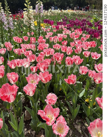 tulips in the garden tulips in the garden 124837190