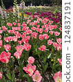 tulips in the garden 124837191