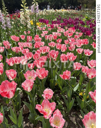 tulips in the garden tulips in the garden 124837191