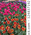 colorful of roses flower bed 124837192