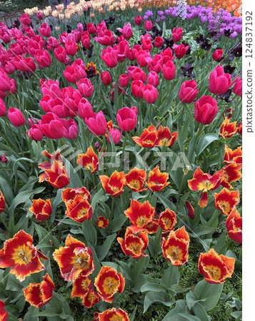 colorful of roses flower bed 124837192