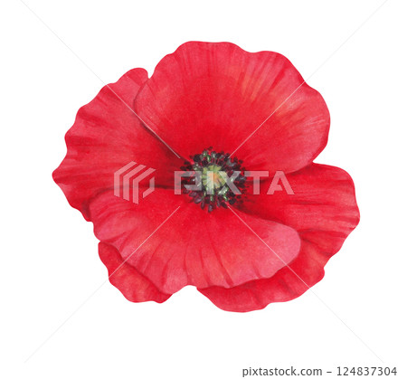 Poppy flower bud. Watercolor illustration. Wild poppy festival. Hand drawn isolated art. Remembrance and mourning day. Botanical herbaceous plant. Spring and labor day. Medicine, gardening. 124837304