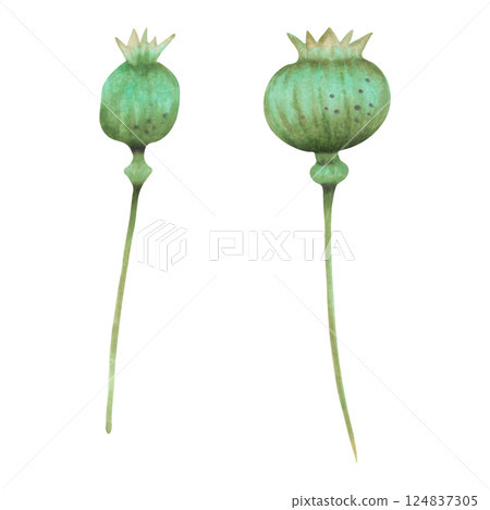 Poppy pod. Watercolor and marker illustration. Drawing of botanical herbaceous plant. Hand drawn isolated art. For cosmetology, ANZAC, vintage decor, eco-themed projects. Wild poppy festival. 124837305