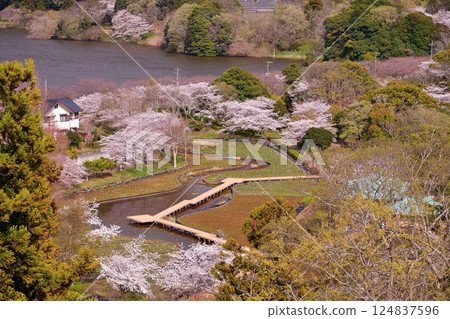 Sodegaura Park Upper Pond seen from the observation deck Sodegaura Park in spring Sodegaura Park Upper Pond seen from the observation deck Sodegaura Park in spring 124837596