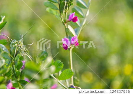 開花在領域的桃紅色花 開花在領域的桃紅色花 124837936