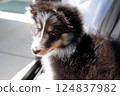 Sheltie puppy looking out the window 124837982