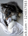 Sheltie puppy innocently biting his favorite towel 124837983