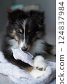 Sheltie puppy biting his favorite towel 124837984