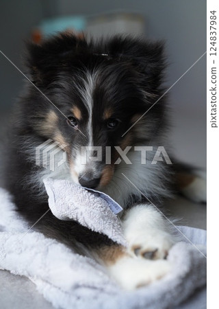 Sheltie puppy biting his favorite towel 124837984