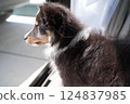 Profile of a sheltie puppy looking out the window 124837985