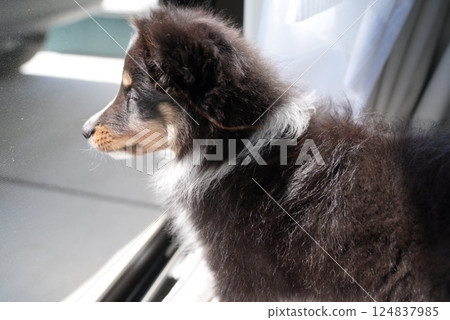 喜樂蒂牧羊犬小狗向窗外望去的側面 124837985