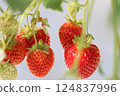 Strawberry  124837996