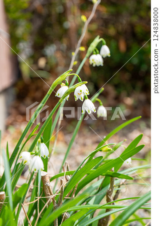 Lily of the valley photo Lily of the valley photo 124838000