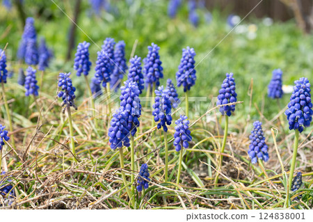 Muscari Photos 124838001