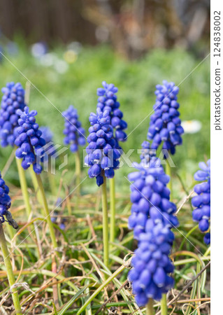Muscari Photos Muscari Photos 124838002