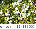 白色苔蘚福祿考的照片 124838003
