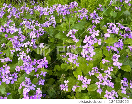 Hanadai Con Hanadai Con 124838063