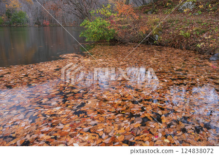 Fallen autumn leaves reflected on the water surface Fallen autumn leaves reflected on the water surface 124838072