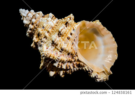Giant Frog Snail Shell Isolated: Detailed Texture on Black Background 124838161