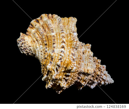 Giant Frog Snail Shell Isolated: Detailed Texture on Black Background Giant Frog Snail Shell Isolated: Detailed Texture on Black Background 124838169