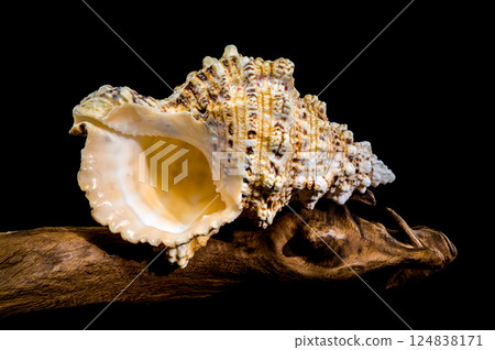 Giant Frog Snail Shell on Driftwood: Textured Detail on Black Giant Frog Snail Shell on Driftwood: Textured Detail on Black 124838171