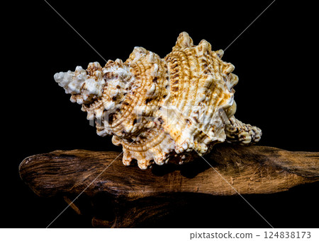 Giant Frog Snail Shell on Driftwood: Textured Detail on Black 124838173