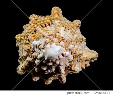 Giant Frog Snail Shell Isolated: Detailed Texture on Black Background Giant Frog Snail Shell Isolated: Detailed Texture on Black Background 124838175
