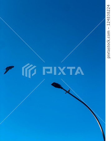 Pidgeon sitting on a traffic light resting. Pidgeon sitting on a traffic light resting. 124838224