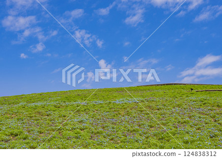 Grassland and clear blue sky image material 124838312