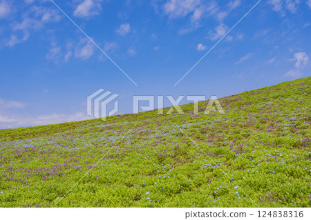草原和晴朗的藍天圖像素材 124838316