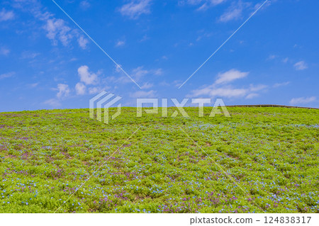 Grassland and clear blue sky image material 124838317