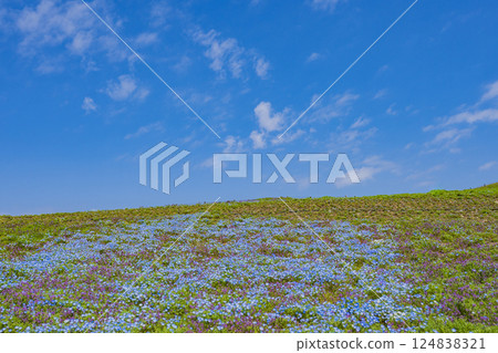 Grassland and clear blue sky image material Grassland and clear blue sky image material 124838321