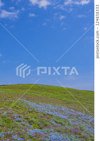 Grassland and clear blue sky image material Grassland and clear blue sky image material 124838333